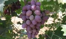 熟透了的葡萄歇后语