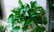 关于绿萝的比喻句