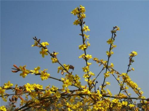 描述冬季茉莉花的美丽句子