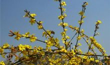 描写迎春花优美句子