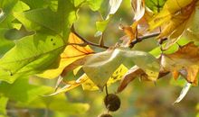 关于树叶的比喻句