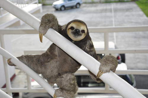 帕迪的拟人化句子