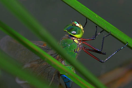 蜻蜓写拟人化的句子