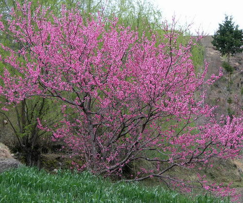 描述桃树的寓言