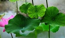 耐人寻味的优美句子