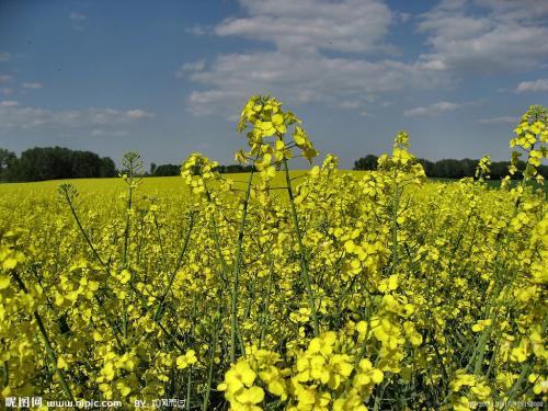强奸花的比喻句