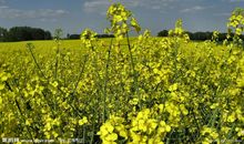 油菜花的比喻句