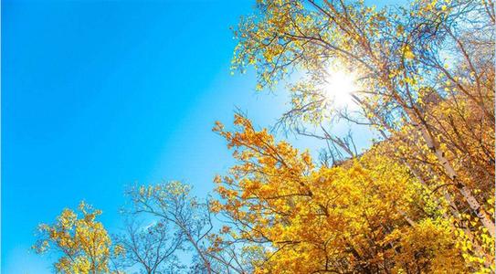 描写金色秋天之美的诗