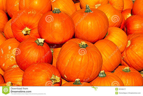 描述南瓜的寓言