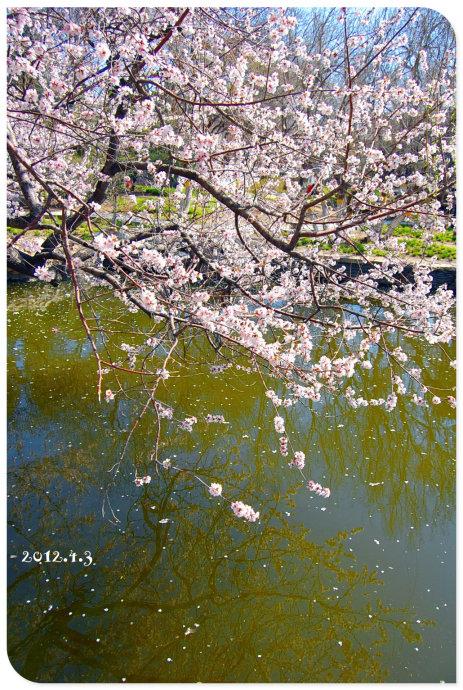 描述桃花之美的句子