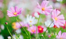 花朵比喻句大全