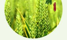 24节气小满谚语