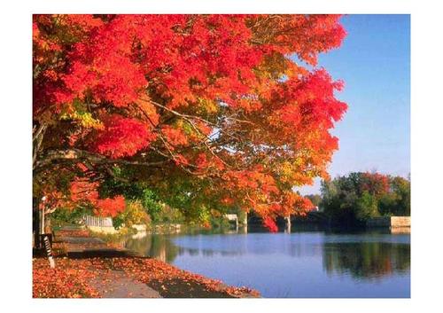 枫树的拟人化句子