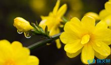 描写迎春花的优美句子