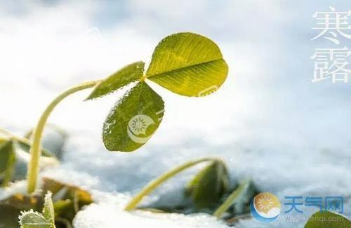 关于冷露的24节气谚语