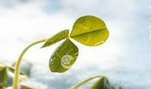 24节气关于寒露的谚语