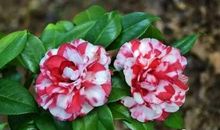 形容茶花的句子