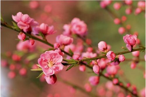 描述赞美梅花的句子