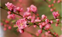 描写赞美梅花的句子