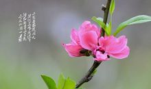 关于春天的比喻句