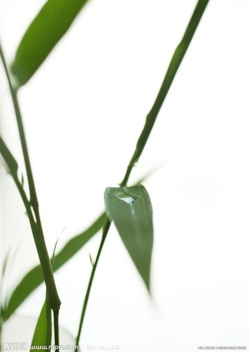 关于竹子的寓言