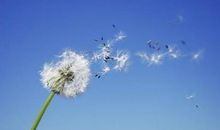 描写风很大的句子