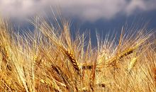 描写麦子成熟的句子