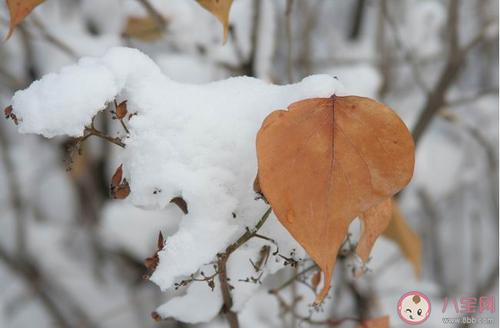 今天第一场雪的审美句子