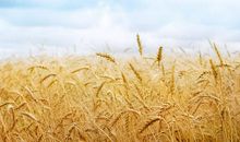 春笋像什么比喻句