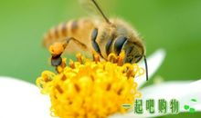 蜜蜂停在日历上歇后语