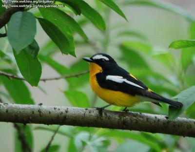 乌龟拟人化句子