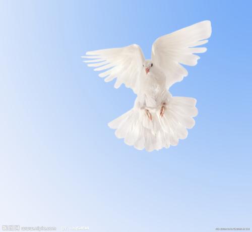 描述鸽子的比喻句