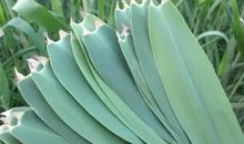 芦苇像什么比喻句