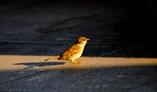 有关麻雀的比喻句