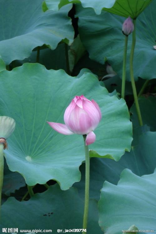 形容夏莲的好节