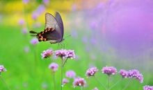 有关以退为进的谚语