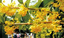 桂花飘落的比喻句