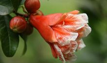 石榴开花歇后语