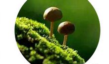 形容夏雨的比喻句