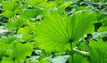 有关荷叶的比喻句