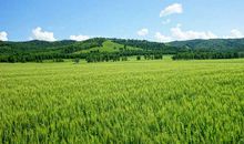 麦田像什么比喻句