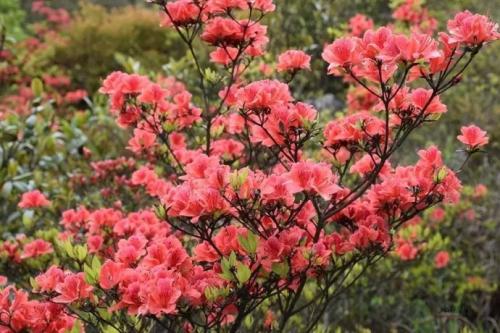 赞美杜鹃花的诗