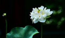 发朋友圈的小暑句子