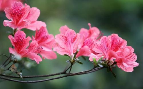 描述杜鹃花的诗句