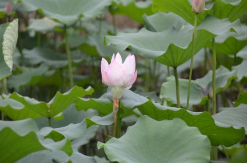 初秋的早晨心情短语