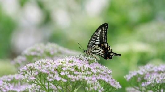 幸福快乐的签名句子，幸福快乐的美丽句子2