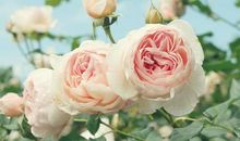 描述旅游开心心情的句子 描述开心的句子