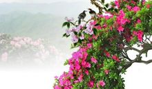 描写杜鹃的诗句