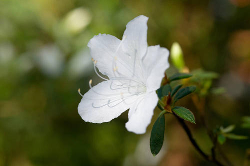 白杜鹃花的诗句