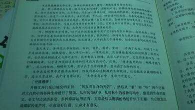 美丽的爱情句子节选